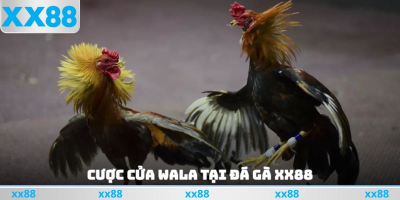 Cược cửa Wala tại đá gà XX88