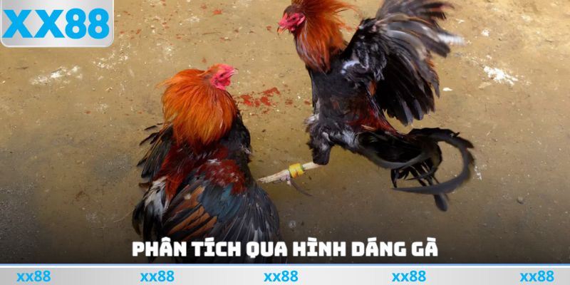 Phân tích qua hình dáng gà